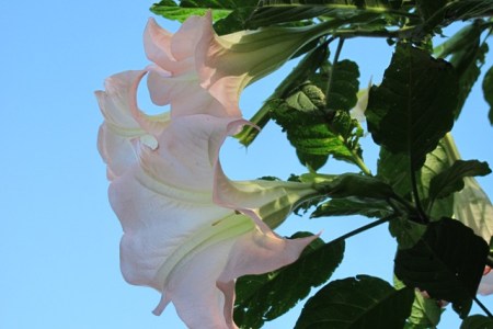 Brugmansia Noel's Blush
