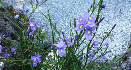 The lovely autumn peacock iris, Moraea polystachya, blooms for an exceptionally long time