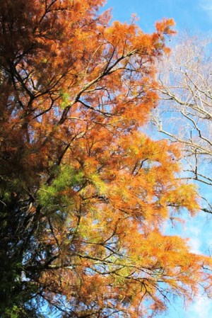 The Taxodium ascendans nutans has turned orange on one side only