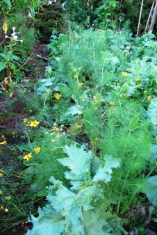 More meadow garden than potager here