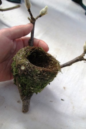 And a second fantail nest, crafted in the fork of a magnolia stem