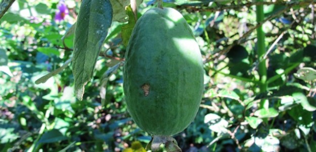 The ubiquitous feijoa