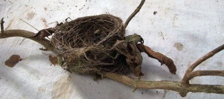 The perfection of the fantail nest