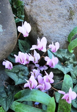 The Cyclamen hederafolium are a delight
