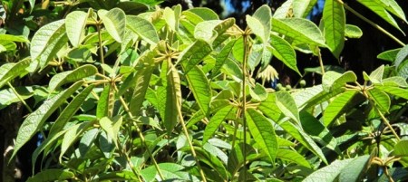 Schefflera septulosa - frost tender and rather large