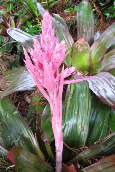 Bromeliad in flower now