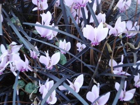Cyclamen hederafolium - the easiest of the species in our climate