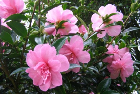 Sasanqua camellias do not have to be white - pink Elfin Rose