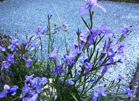 The pretty Moraea polystachya has a long flowering season