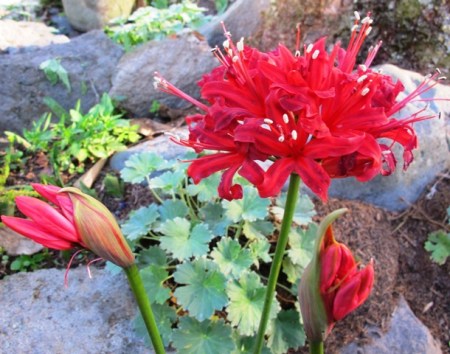 The Nerine sarniensis hybrids are a real autumn feature in the rockery