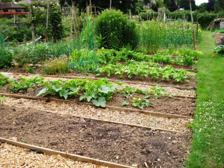 The conventional approach to vegetable gardens, though one hopes the timber sides are not tanalised