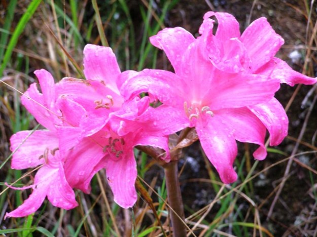 Amaryllis belladonna - the other naked ladies and closely related to sternbergia