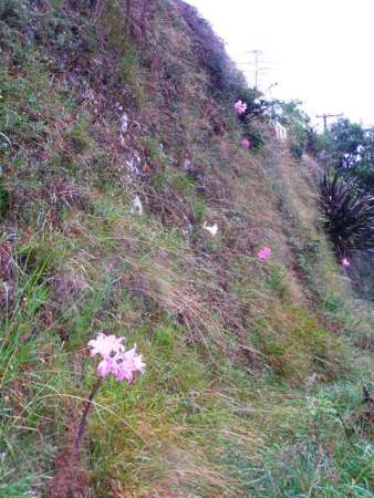 Amaryllis belladonna (or naked ladies) are usually seen as a roadside flower