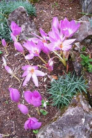 Colchicum autumnale 