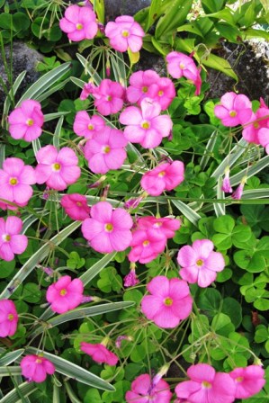 O. bowiei - bold and showy very early in the season