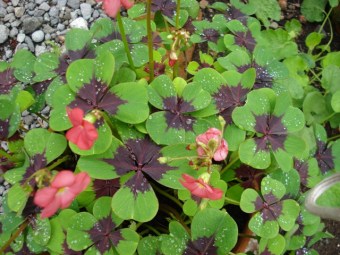 O. deppei "Iron Cross" grows and flowers in the opposite seasons to most ornamental varieties