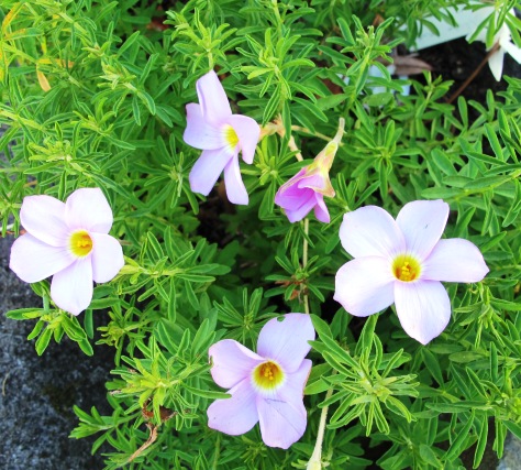 O.hirta lavender - second place favourite