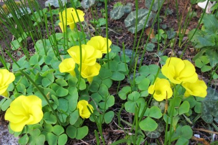 O. luteola - an excellent garden variety