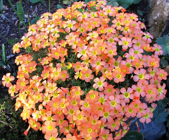 O.massoniana - massed in a wide, shallow container in full sun