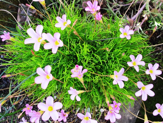 O. polyphylla shows very different foliage