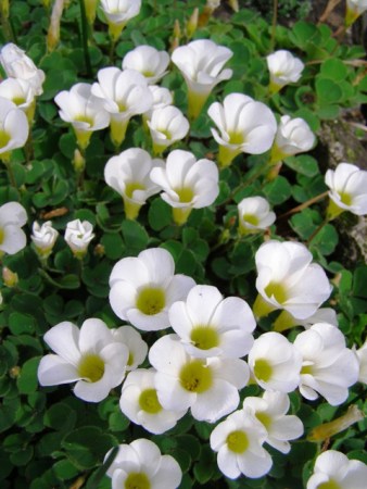 My all time favourite - O. purpurea alba