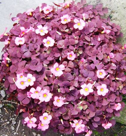 Same species but different form and very different behaviour. Keep O. purpurea "Nigrescens" confined to a pot