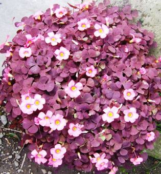 Same species but different form and very different behaviour. Keep O. purpurea "Nigrescens" confined to a pot