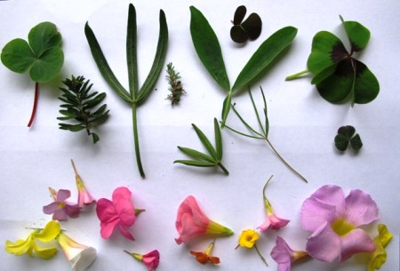 Oxalis show considerable variation in leaf form (and in flower colour)