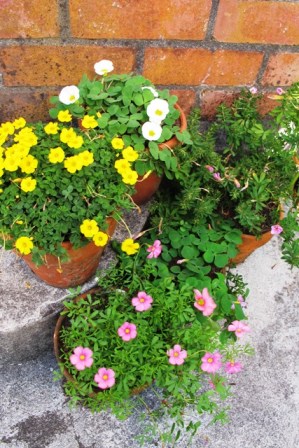 Perfect for sunny doorsteps 