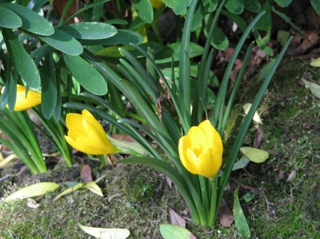 Sternbergia are not autumn crocus either (Photo credit: Meneerke bloem)