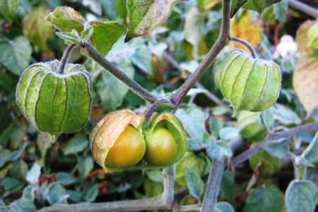 Physalis peruviana - commonly known as cape gooseberries