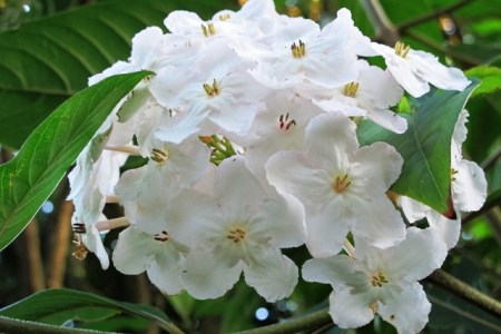 Luculia Fragrant Pearl - passing the 50cm sniff test