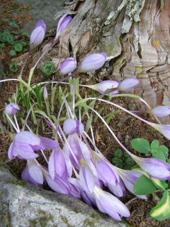 Autumn crocus - real ones