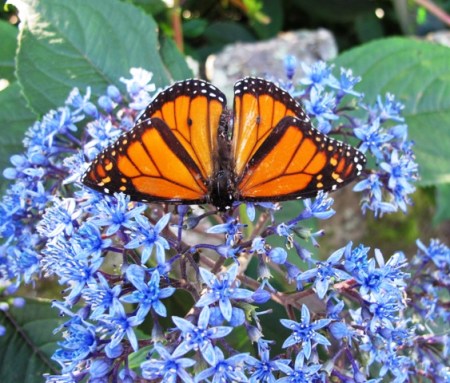 Monarch butterfly on Dichroa versicolour