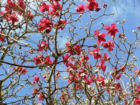 Magnolia Vulcan - spectacular and magnificent in flower but too far up to ever smell