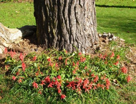 Lachenalia bulbifera