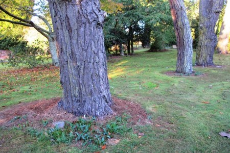 Naturalising bulbs in conditions of rampant grass growth