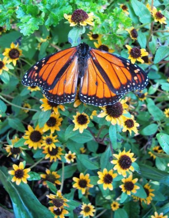 Sanvitalia procumbens planted for the monarch butterflies here