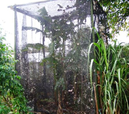 The Theatre of the Banana