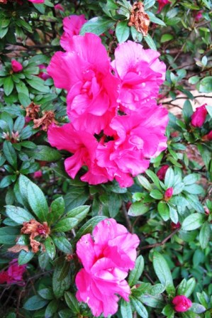 Autumn cheer in the earliest azalea flowers