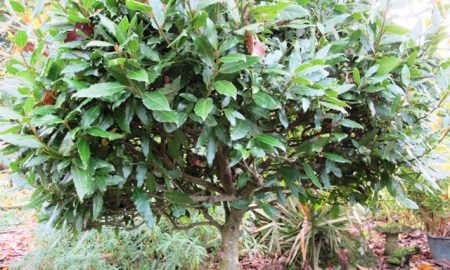 The culinary bay has a long and noble history