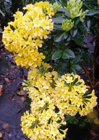 Buttermaid Buttermaid