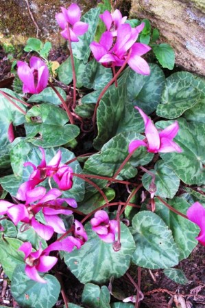 Cyclamen purpurascens seems to be in flower pretty well all year