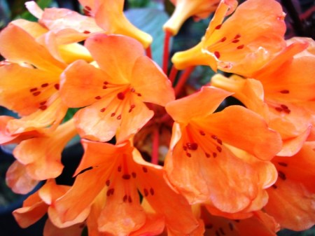 Golden Charm Golden Charm