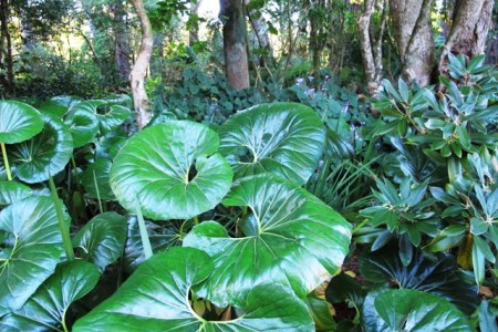 The Ligularia reniformis were gratifyingly responsive to being dug and divided