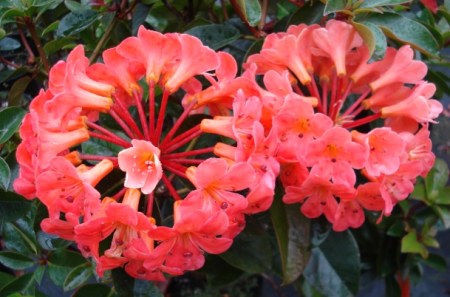 Mango Sunset Mango Sunset