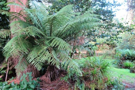 We tend to take it for granted that our gardens are green and lush all year round