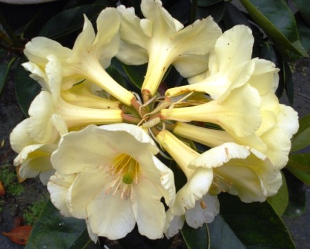 A promising lemon seedling - the breeding continues A promising lemon seedling - the breeding continues