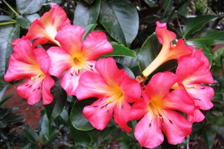 Satan. I'm afraid it is vireya rhododendron "Satan's Gift", not Santa's Gift