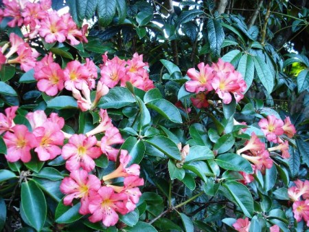 Satan's Gift planted by the Schefflera septulosa Satan's Gift planted by the Schefflera septulosa